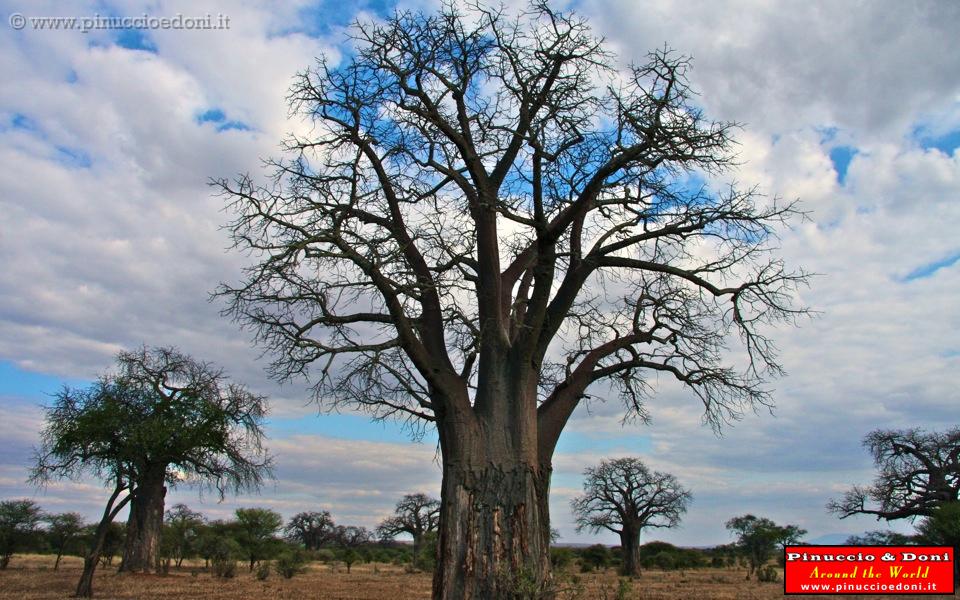TANZANIA - Tarangire National Park - 11.jpg